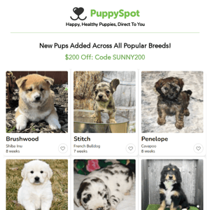 New Puppies Across All Popular Breeds. Puppy Love Starts Here! 