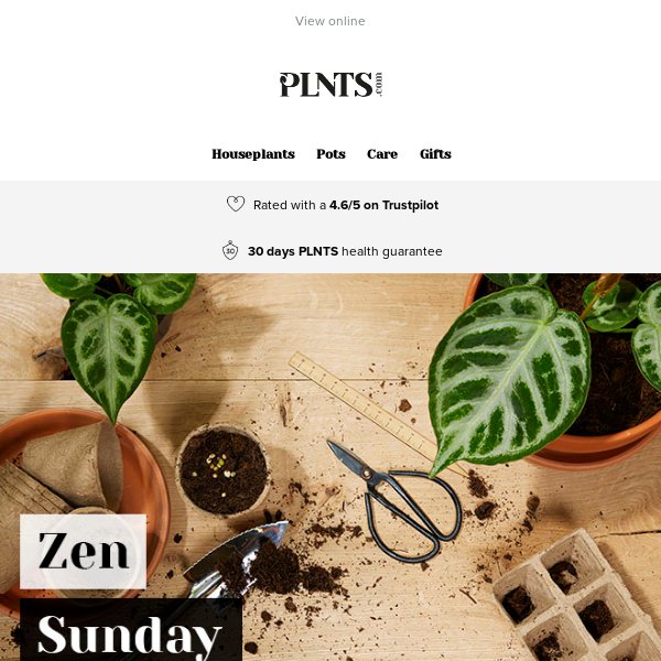 Unwind completely with our Zen Sunday! 🧘 🌱 