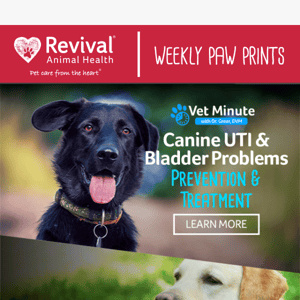 Solving Canine UTI & Bladder Problems