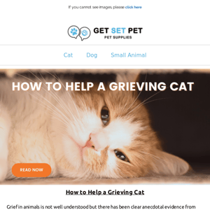 Ask The Expert | How to Help a Grieving Cat