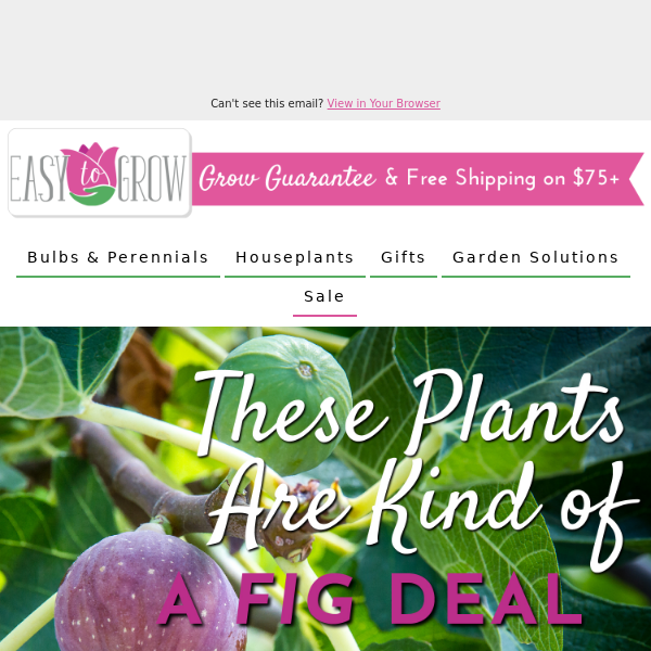 Five Hours Only ⌛ Fig Tree Flash Sale 🍃