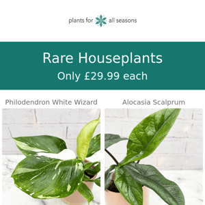 🌿 Rare Houseplant Deals 🌿