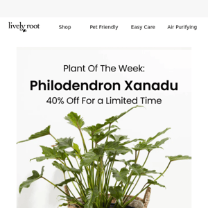 40% off Philodendron Xanadu - Plant of the Week