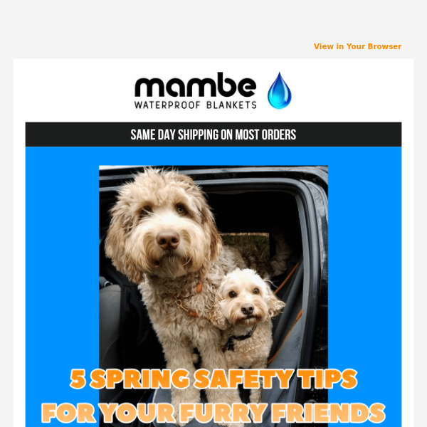 5 Pet Safety Tips For Spring 🐶