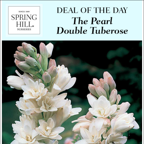 Deal of the Day: An Extra 20% Off The Pearl Double Tuberose