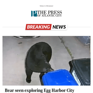 Bear seen exploring Egg Harbor City