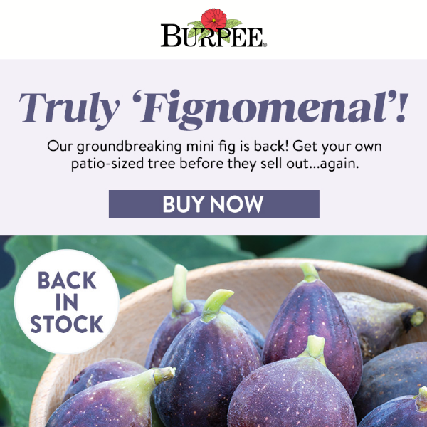 Our Fignomenal fig is back—be quick!
