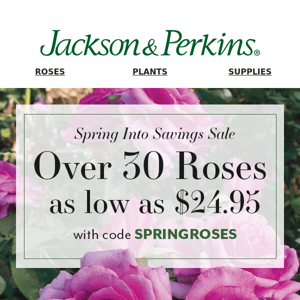 Spring Into Summer Sale - Over 30 Roses as low as $24.95
