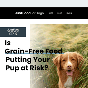 🐾 Is Grain-Free Food Really Safe for Dogs?