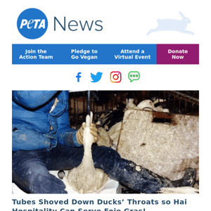 Tubes Painfully Shoved Down Ducks’ Throats—Repeatedly