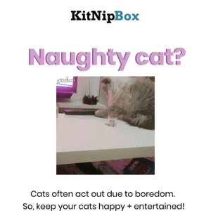An Easy Solution to Your Cat's Naughty Behavior! 😽