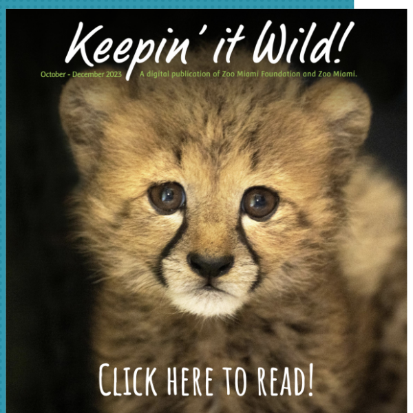 Discover Zoo Miami's New Cheetah Ambassador & Upcoming Events 🐆🎉
