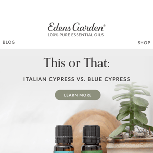 What’s the Difference Between Italian Cypress & Blue Cypress?