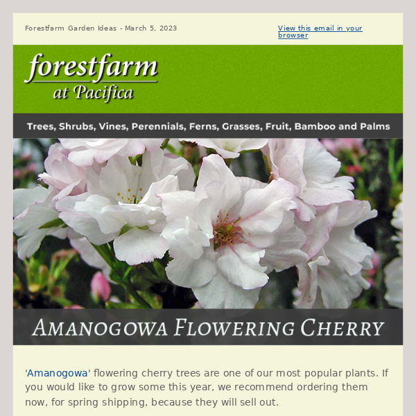 Amanogowa Flowering Cherry Trees