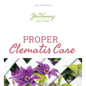 Proper Clematis Care + Fabulous Flowering Vines + Grow Your Own Bug Repellent 