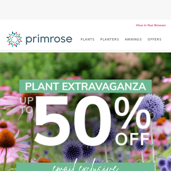 Exclusive Extra 10% off Plant Sale Inside 👉