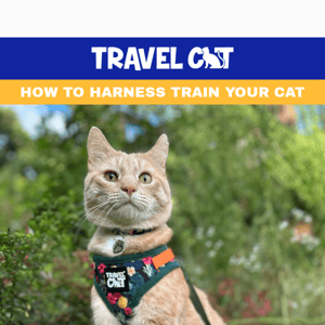 Harness Training Your Cat Is Pawsible 🐾