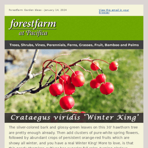 Crataegus viridis 'Winter King'