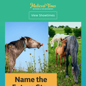 It's Baby Season! 🐴 Name Our Foal for a Chance to Win!