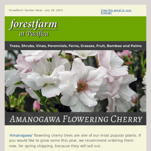 Amanogawa Flowering Cherry Trees