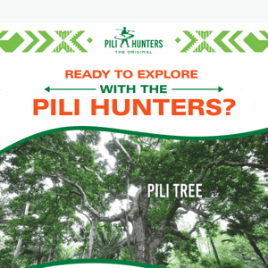 Take A Trip With Pili Hunters 🌴