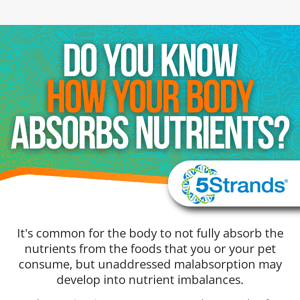 Learn how your body absorbs nutrients so you can avoid imbalances.