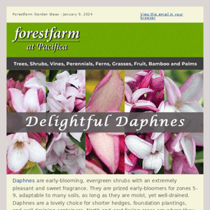 Delightful Daphnes!