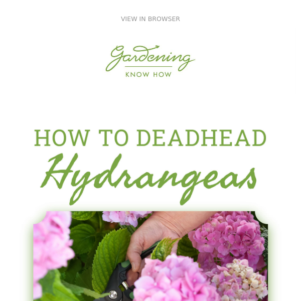 How To Deadhead Hydrangeas ✂️ 🌸