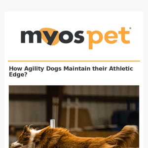 How Do Agility Dogs Maintain their Athletic Edge?