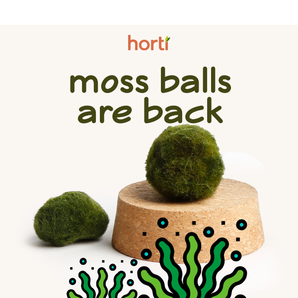 Marimo Moss Balls are Back at Horti! 🌱