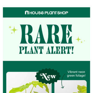 ✨JUST IN✨ New Rare Plants!