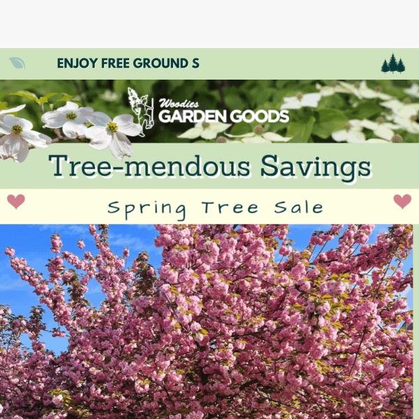 Up To 50% Off Spring Blooming Trees!🌸💛🌳