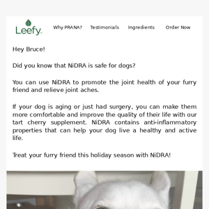 Is NiDRA safe for pets?🐶