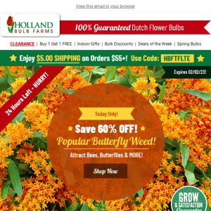 60% OFF Butterfly Weed 🎉 TODAY ONLY!