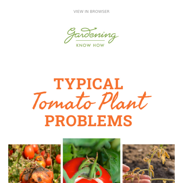Top Tomato Problems + No-Dig Garden Beds + Popular Posies