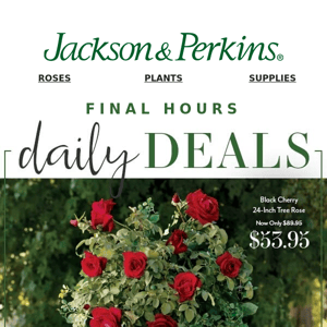 Final hours to save 40% OFF Patio Tree Roses!