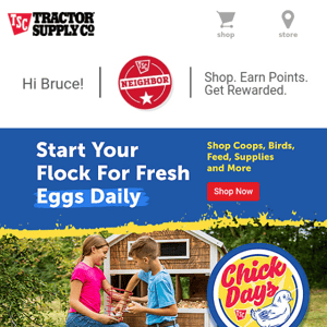 Start Your Flock for Fresh Eggs Daily
