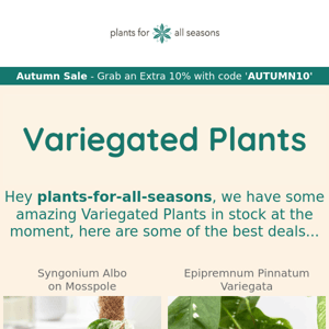 🌿💚 Variegated Plant Deals 💚🌿