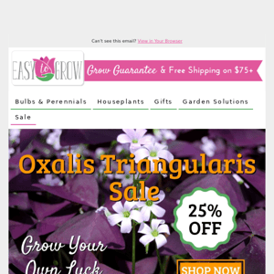 25% Off Oxalis Triangularis AKA Lucky Shamrocks 💜