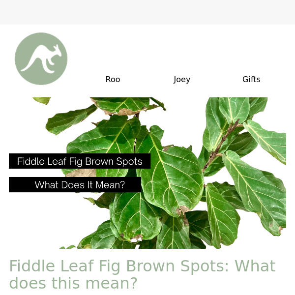 Fiddle Leaf Fig Brown Spots: What Does It Mean??