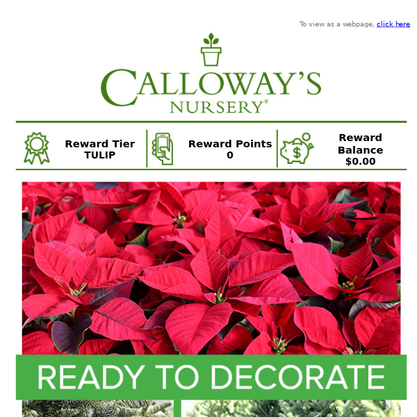 Let’s get decorating with fresh Christmas Decor!