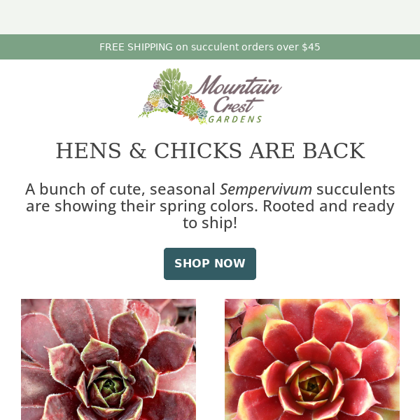 Hens & Chicks are back!