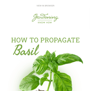 How to Propagate Basil 🌿