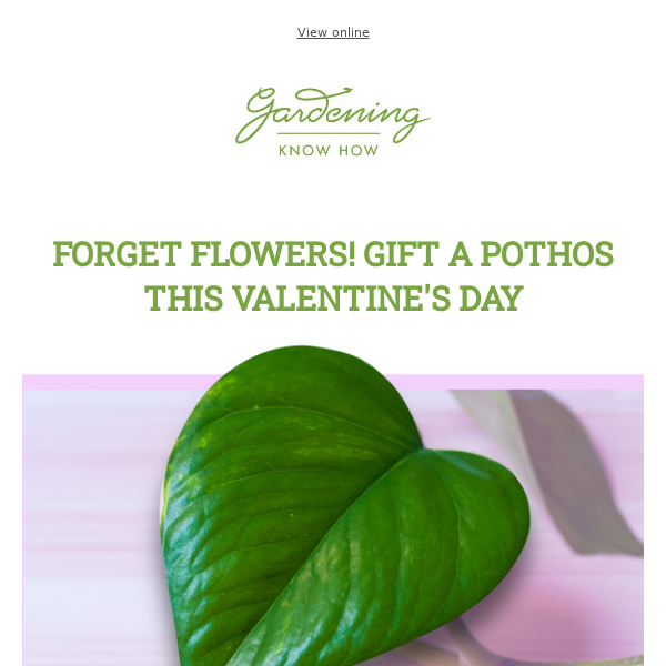 Share The Love With a Pothos + Beautiful Bleeding Hearts + Add Romance With Azaleas