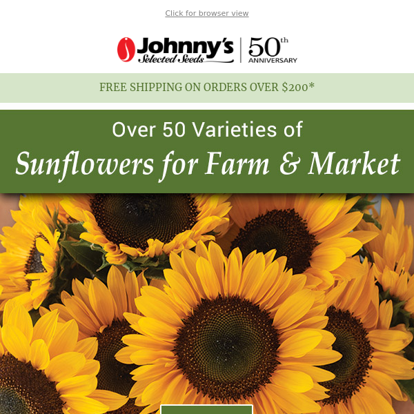 Premium Sunflowers Guaranteed