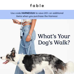 What walking gear is best for your dog?