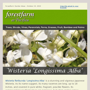 Wisteria 'Longissima Alba'