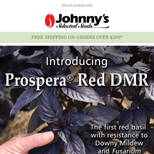 NEW for 2023: Prospera Red DMR Basil