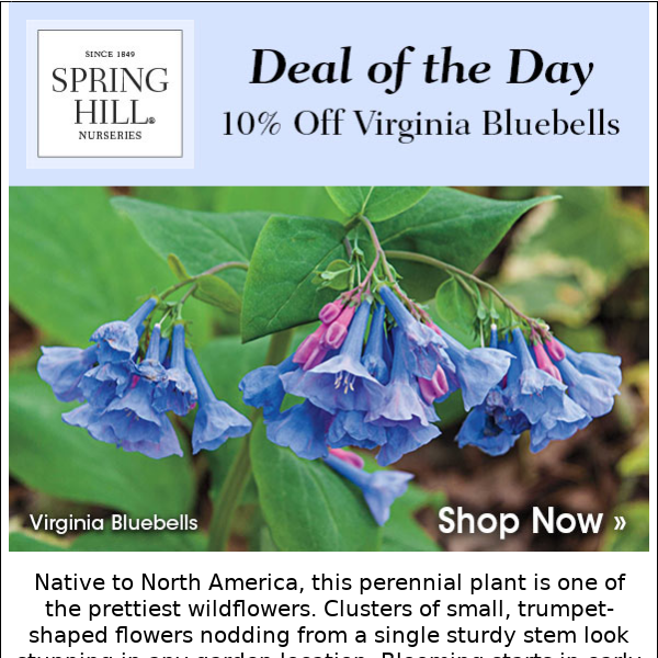 Deal of the Day: 10% Off Virginia Bluebells