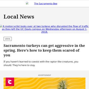 Sacramento turkeys can get aggressive in the spring. Here’s how to keep them scared of you